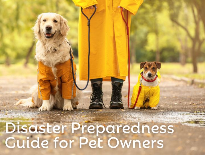 Disaster Preparedness for Pet Owners