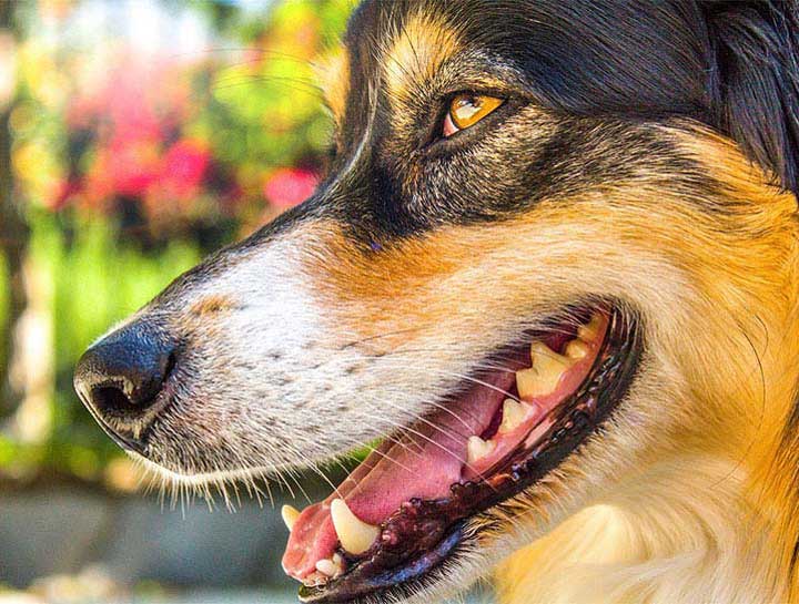 Pet Dental Care